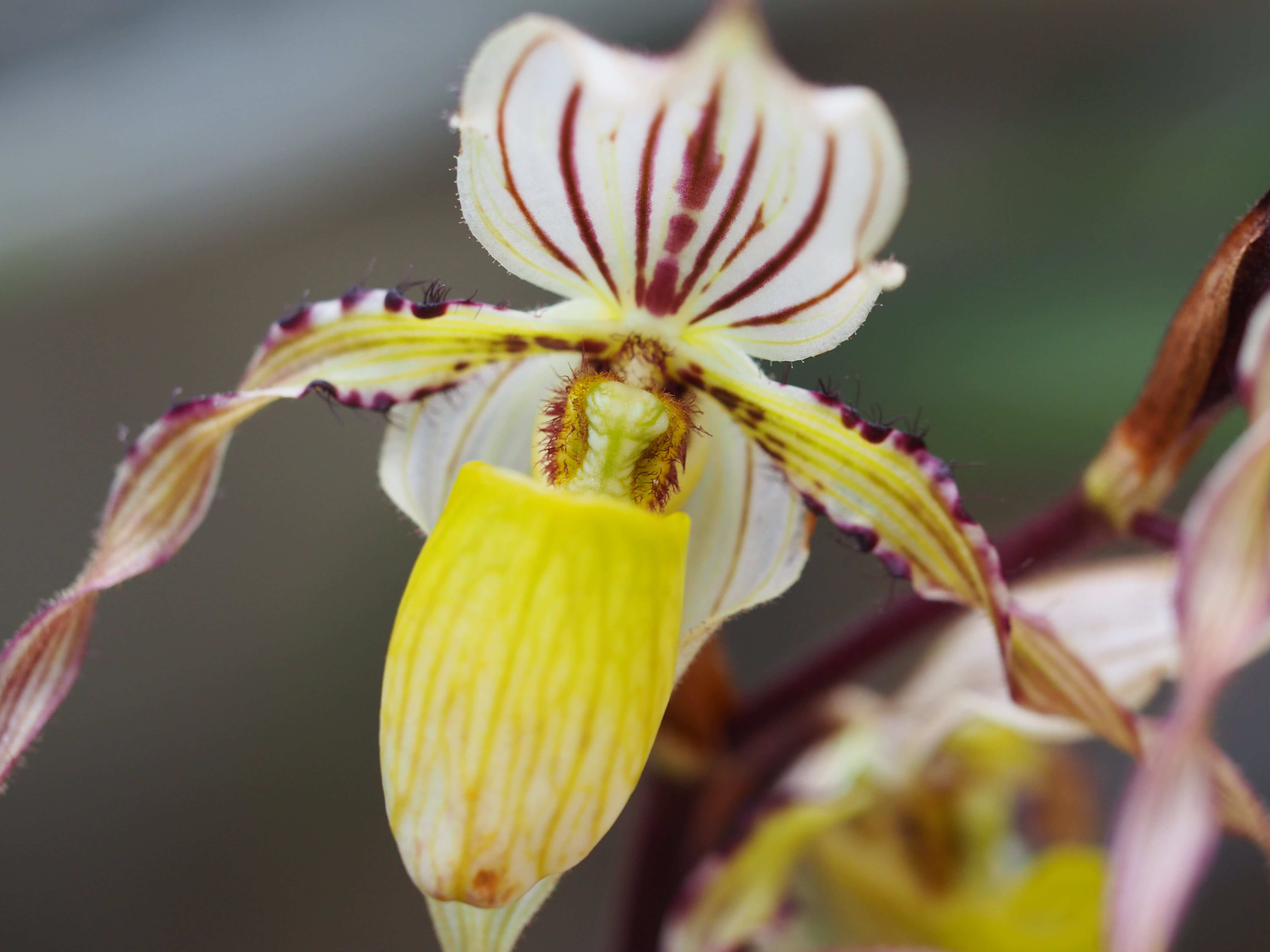 orchids that originate from temperate