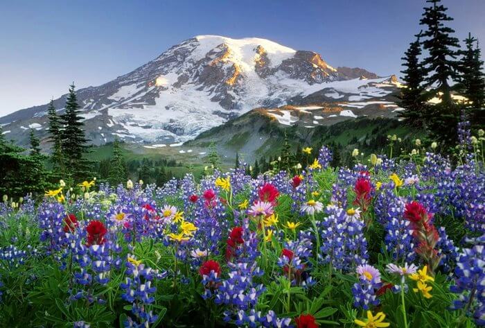 Alpine meadows