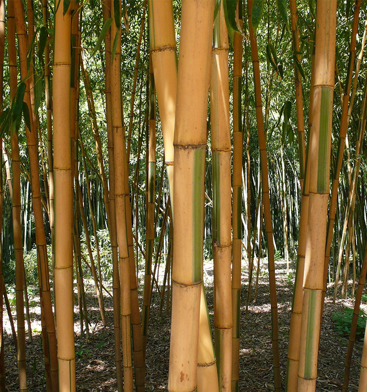 Bambusa Bamboo