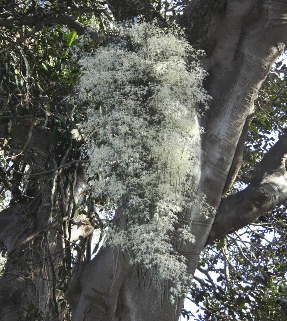 Bridal Veil Orchid