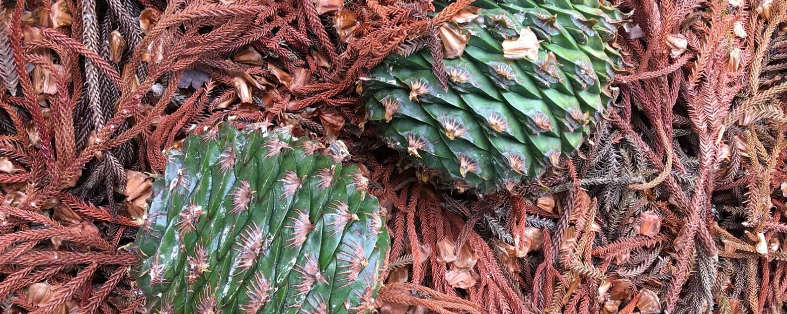 Bunya Pine