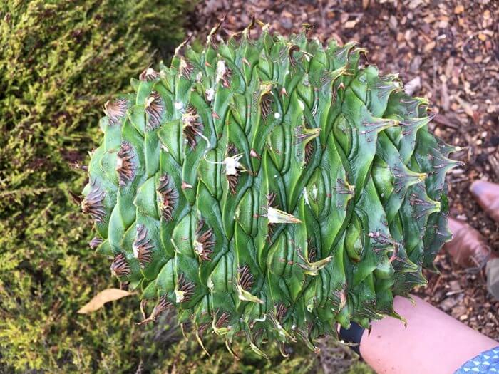 Close up of Bunya Pine