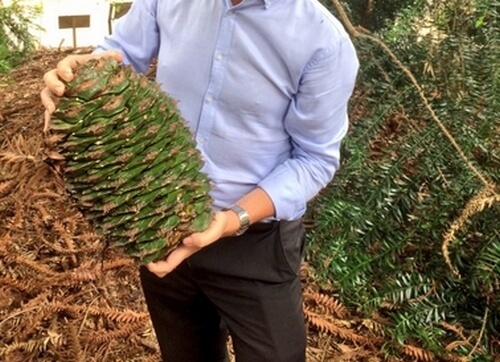 ball sized Bunya Pinecones