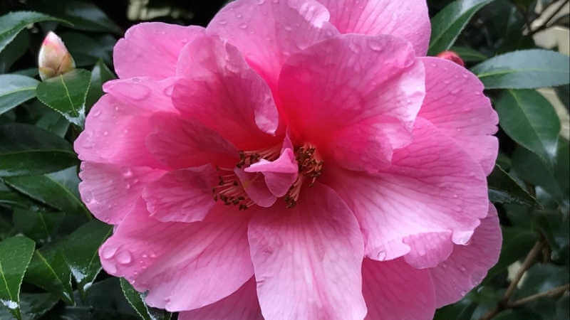 Pink flower