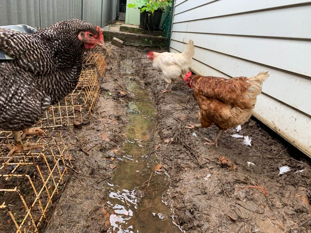 Hen and Cock seen making the most of the rain