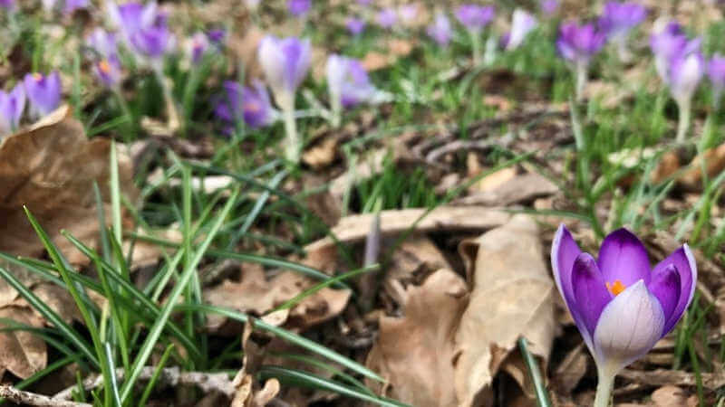 Crocus tommasnianus flower