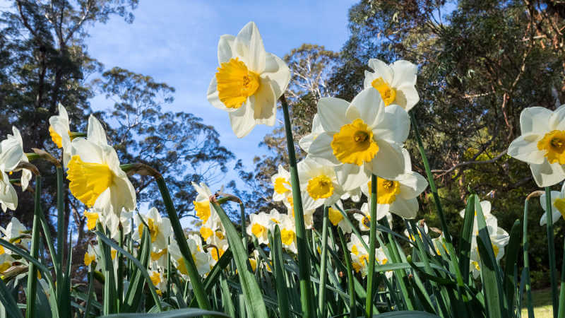 Narcissus cultivars