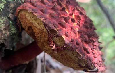 Fungi Bolutellus