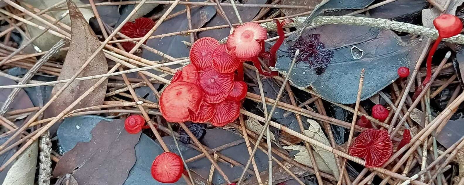 Fungi at Australian Botanic Garden Mount Annan. © Lyndle Hardstaff