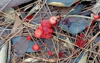 Fungi at Australian Botanic Garden Mount Annan. © Lyndle Hardstaff