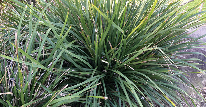 The iconic bush survival plant - Lomandra