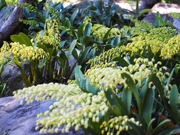 Rock Orchid