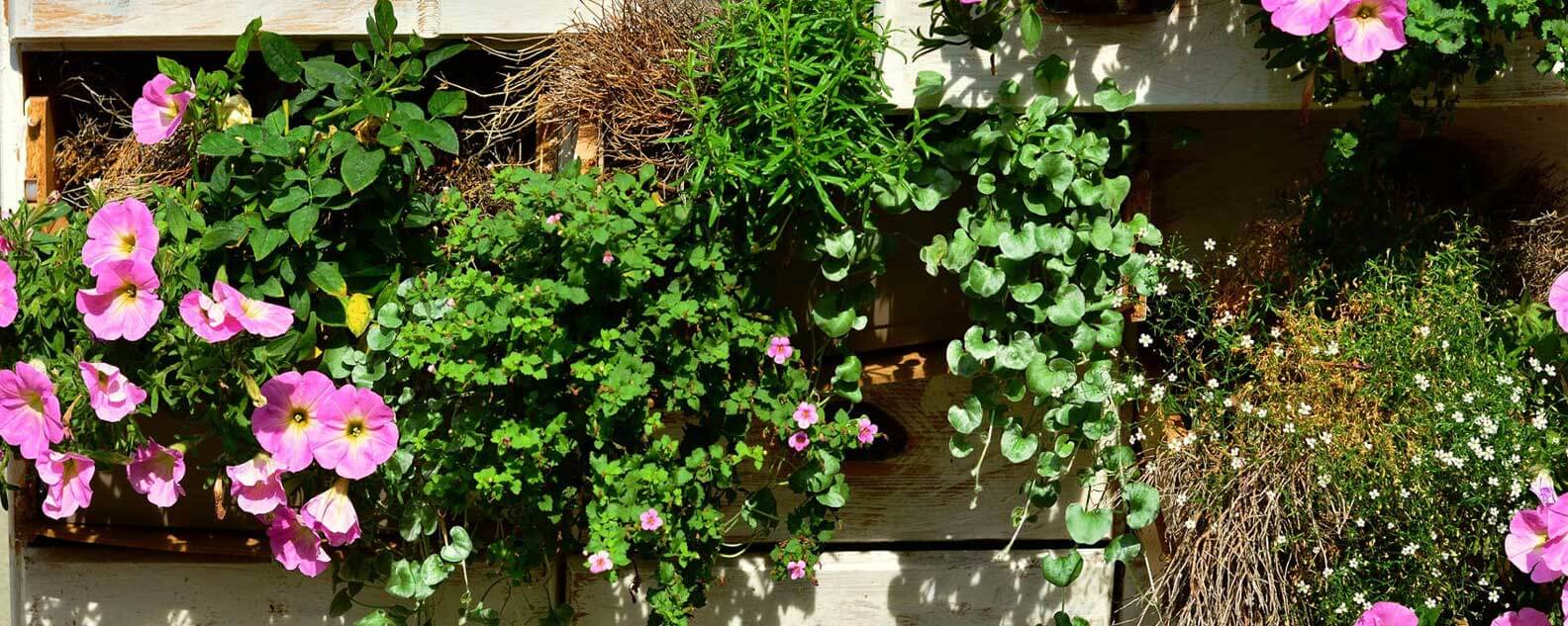 Green plants in small garden space