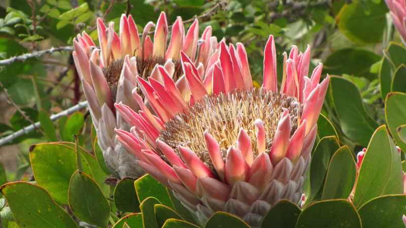 Protea cynaroides species