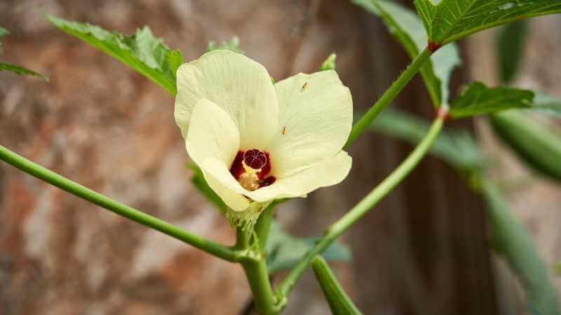 Okra or Lady’s Finger