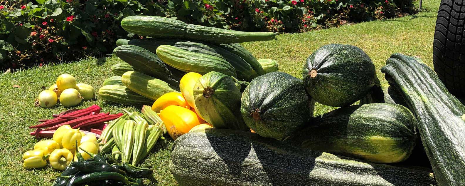 Fresh green and yellow vegetables