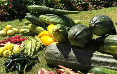 Fresh green and yellow vegetables