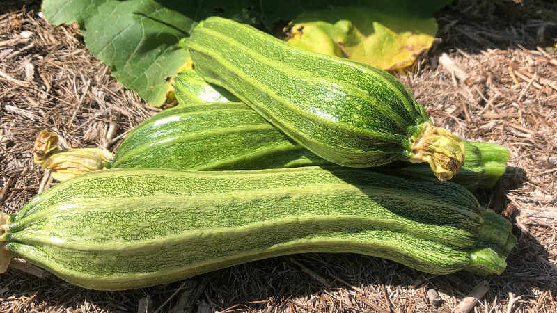 Fresh grown Zuccini