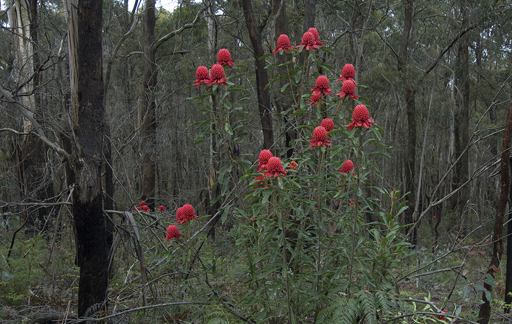 Large flowering T. speciosissima species growing in the wild