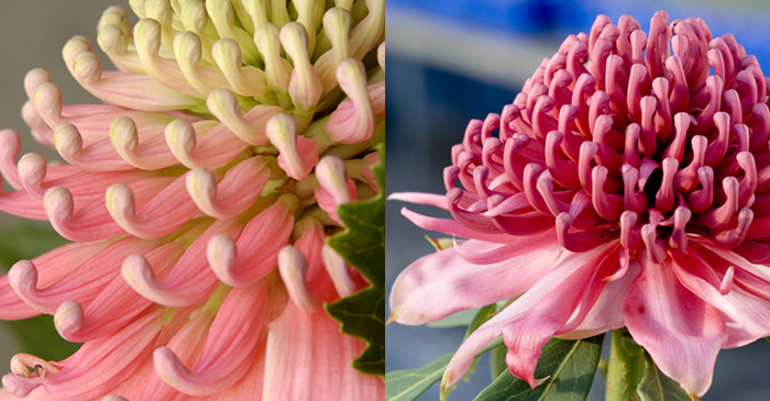 Crossing a white Waratah with a red gives blooms in various shades of pink