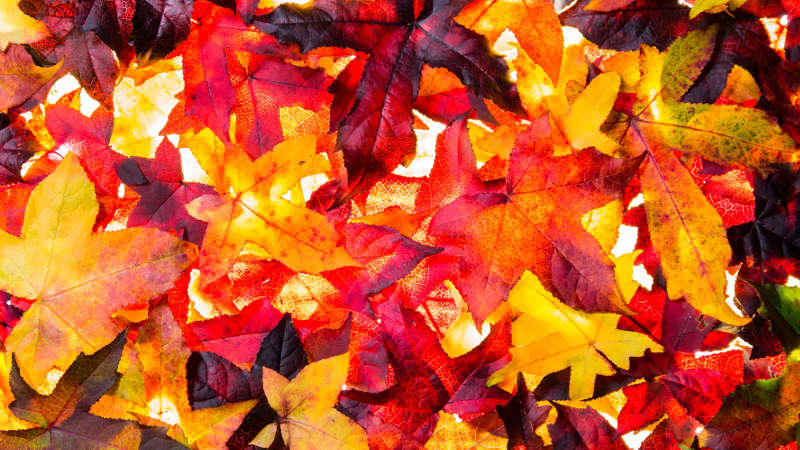 A patchwork of autumn colour at the Blue Mountains Botanic Garden Mount Tomah