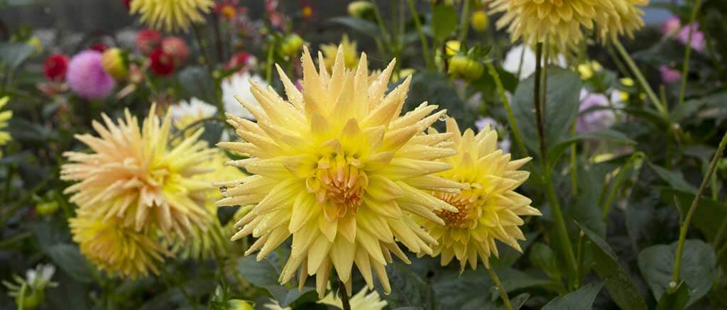 Dahlia devon cupid asteraceae Greg Bourke