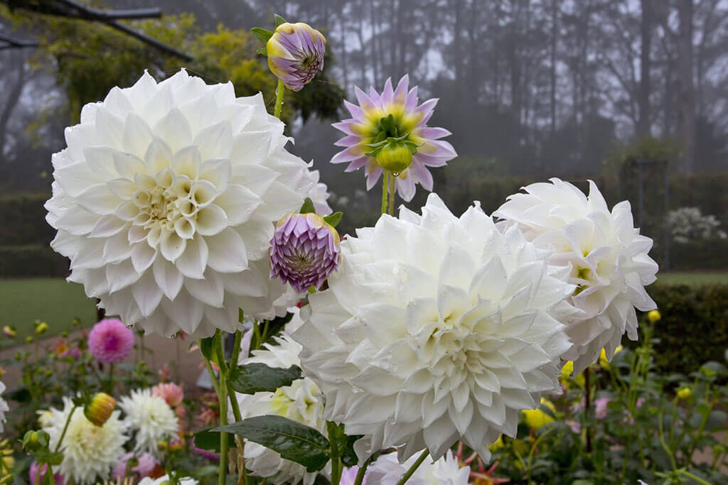 'Formby Pride'  bred by J Harding, image taken by Greg Bourke