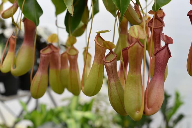 Nepenthes, commonly known as climbing pitcher plants