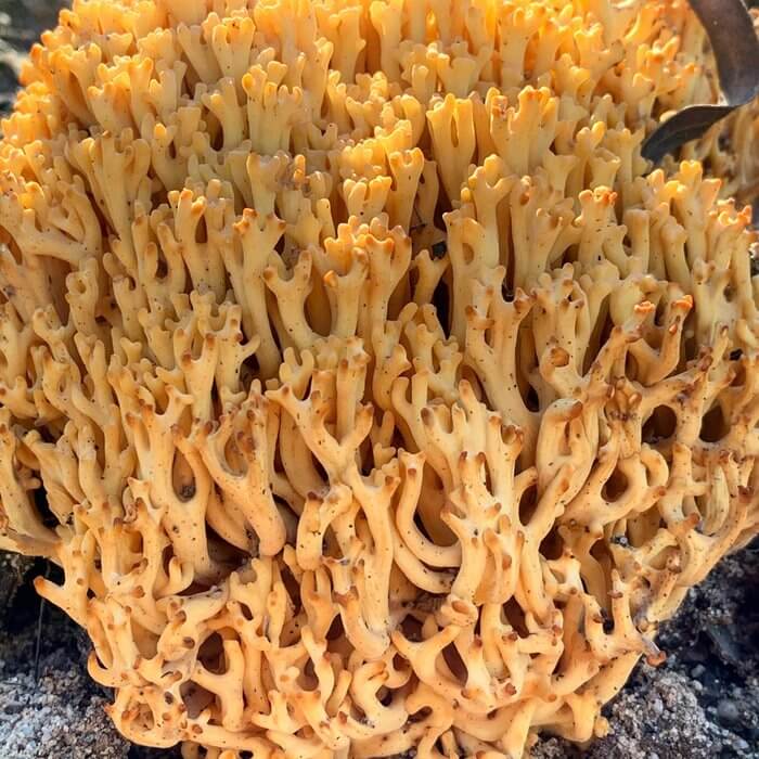 Ramaria fungi