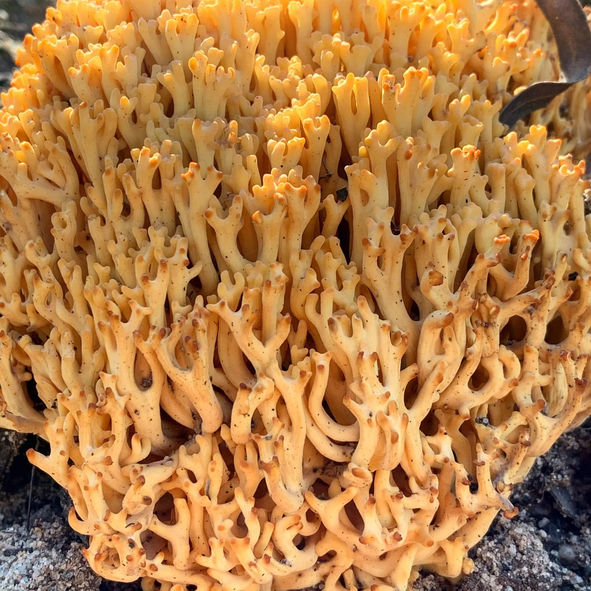 Ramaria at Mount Tomah