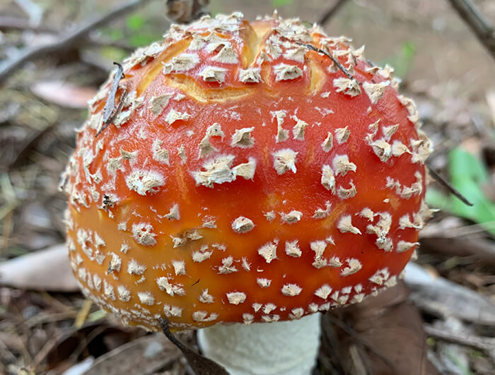 Amanita Muscaria