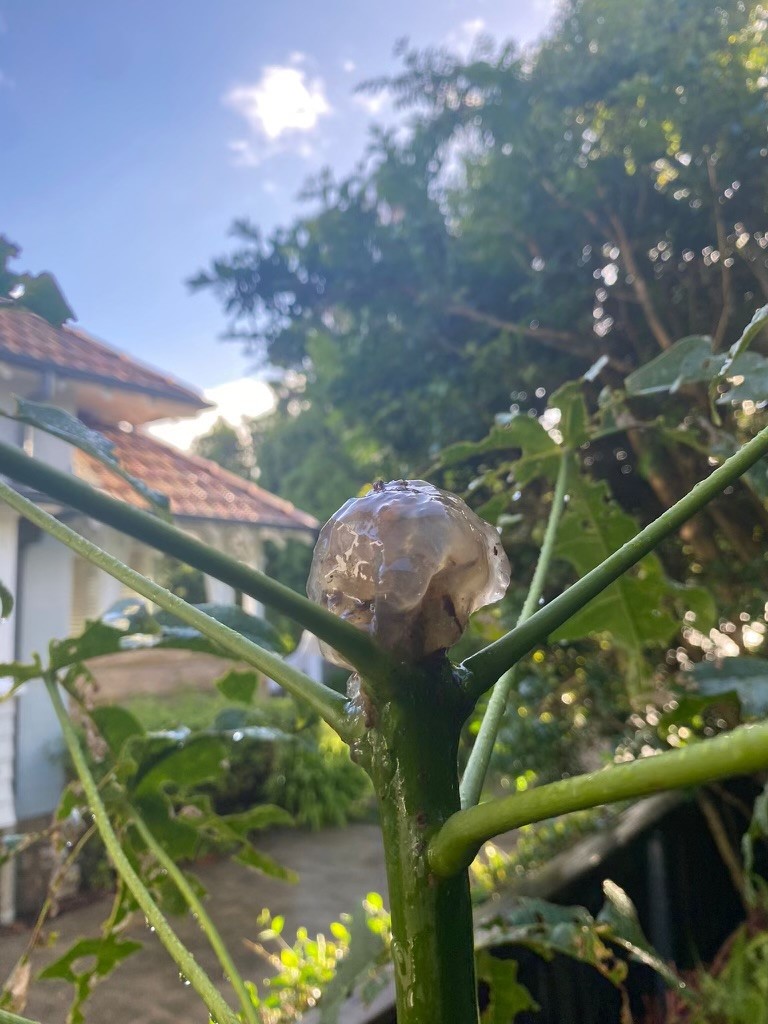 Dan Robinson took this photo of the jellyfish-like sap.