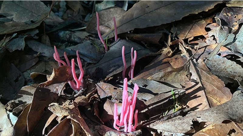 Clavaria zollingeri