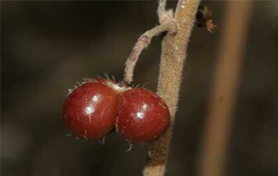 New species dog's balls