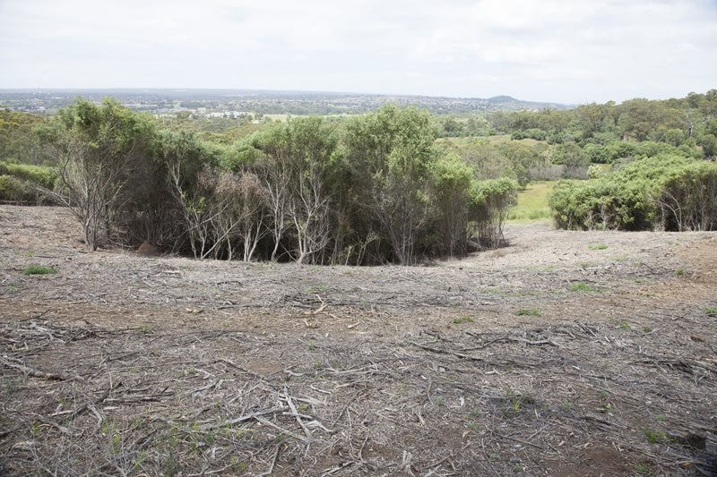 small grouping of native plants outlive the African olive