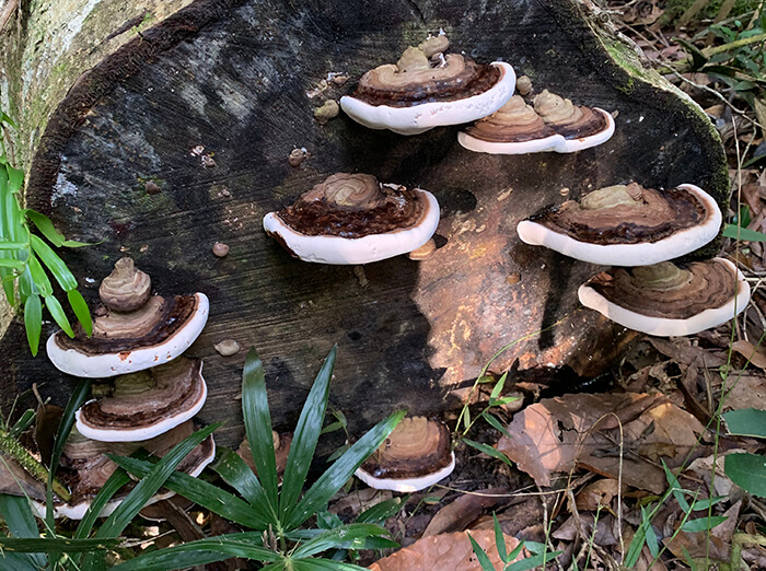 Ganoderma