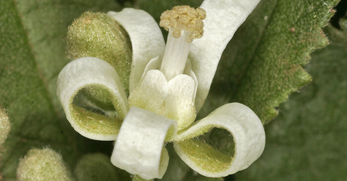 Grewia savannicola ​(dogs balls) flower.