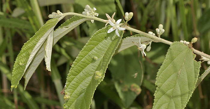 Grewia savannicola dogs balls leaves