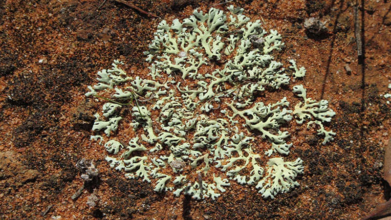 Unknown lichen species