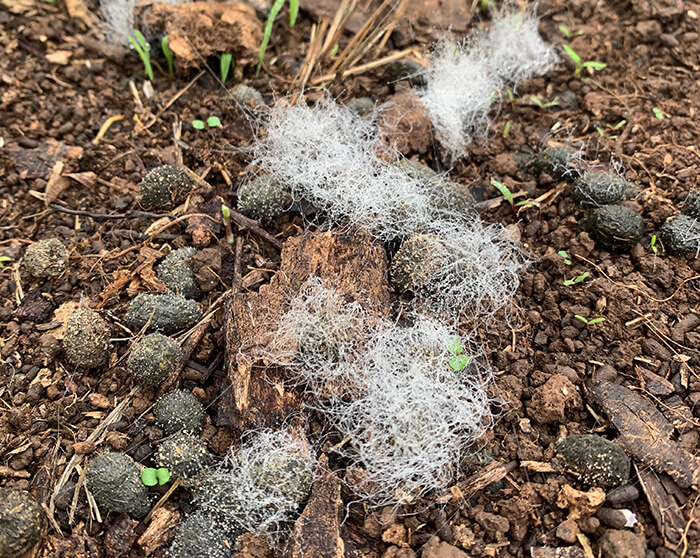 Unknown species of fungi growing on rabbit dung