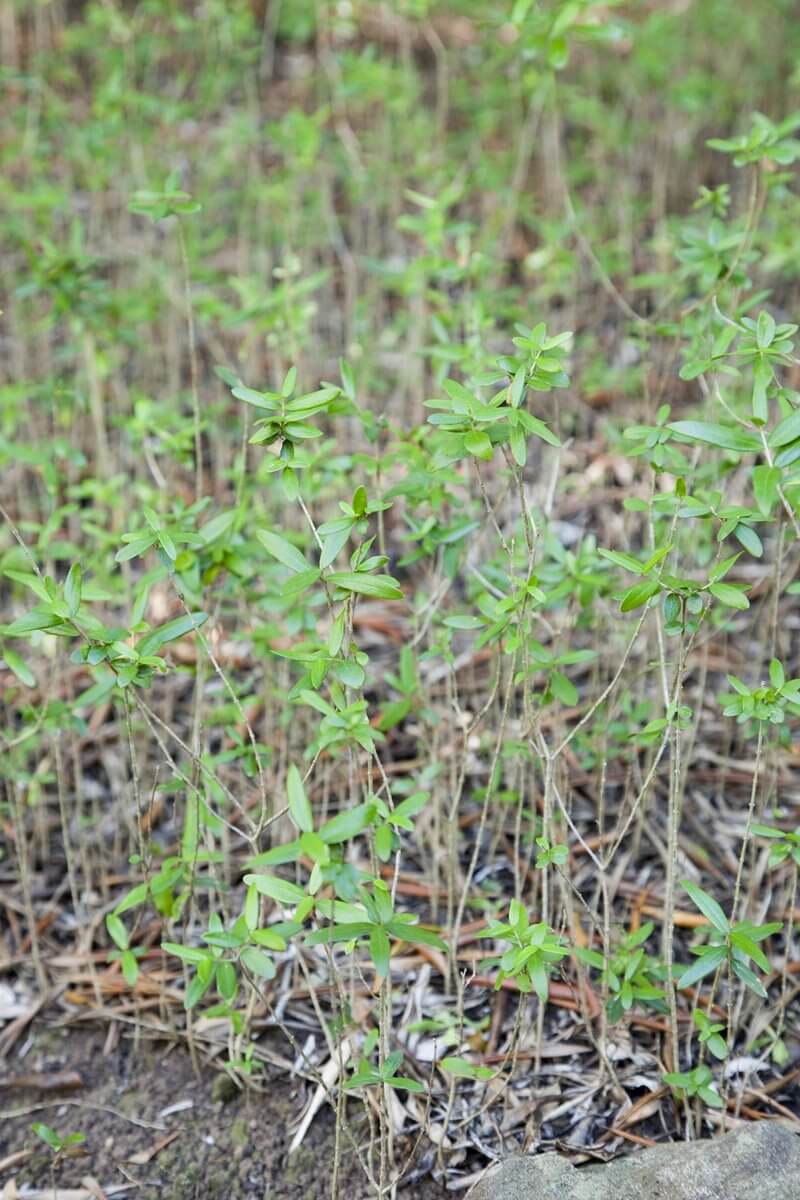 Thousands of African olive seedlings can be found in just a m2