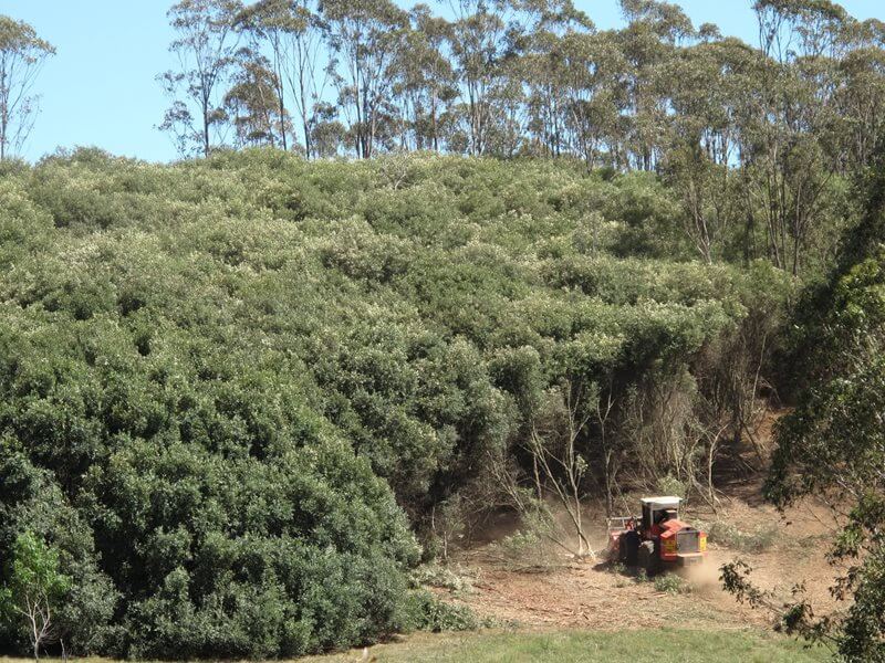 Removing African olive with use of heavy machinery