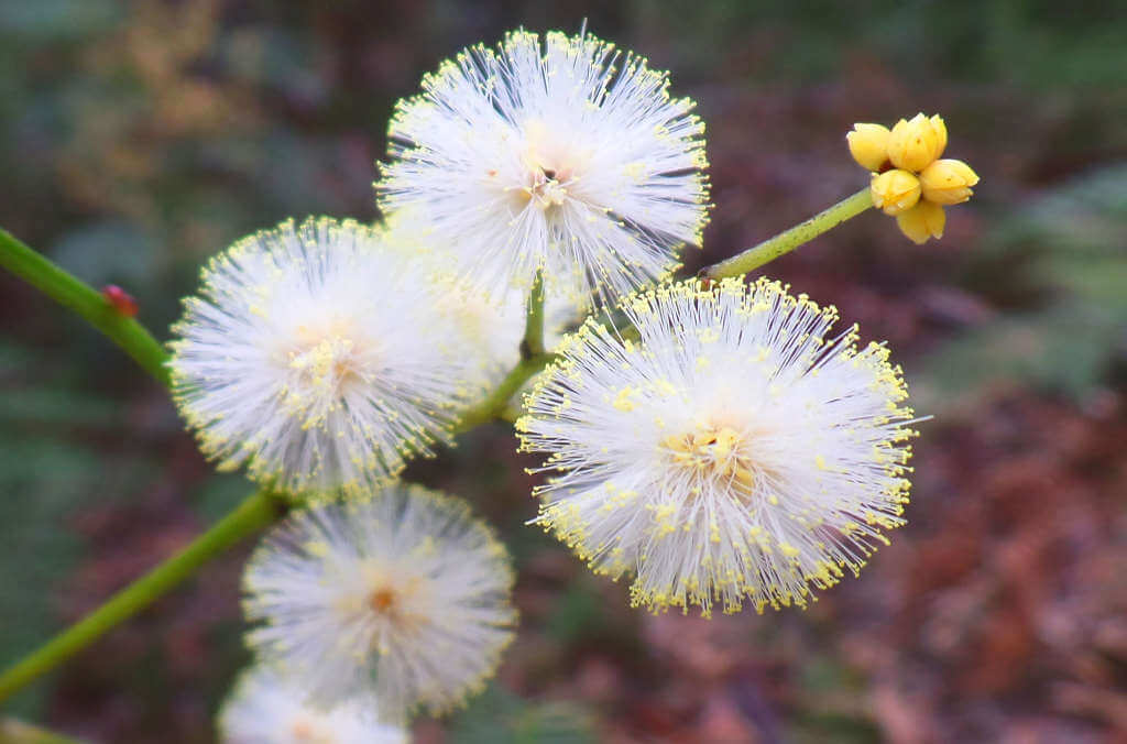 Callicoma serratifolia, commonly known as 'black wattle'