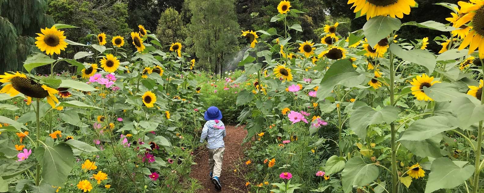 Wildflower Meadow at the Royal Botanic Garden Sydney