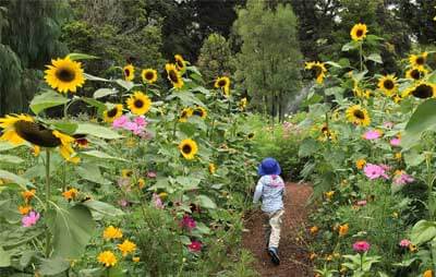 Wildflower Meadow at the Royal Botanic Garden Sydney