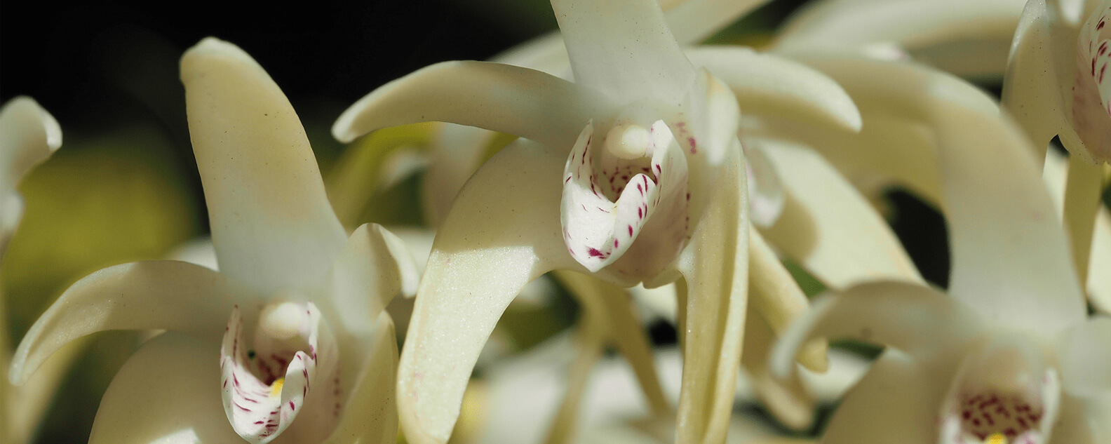 Orchid flowers