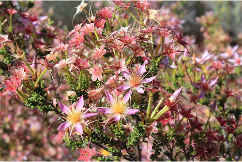 Wildflowers