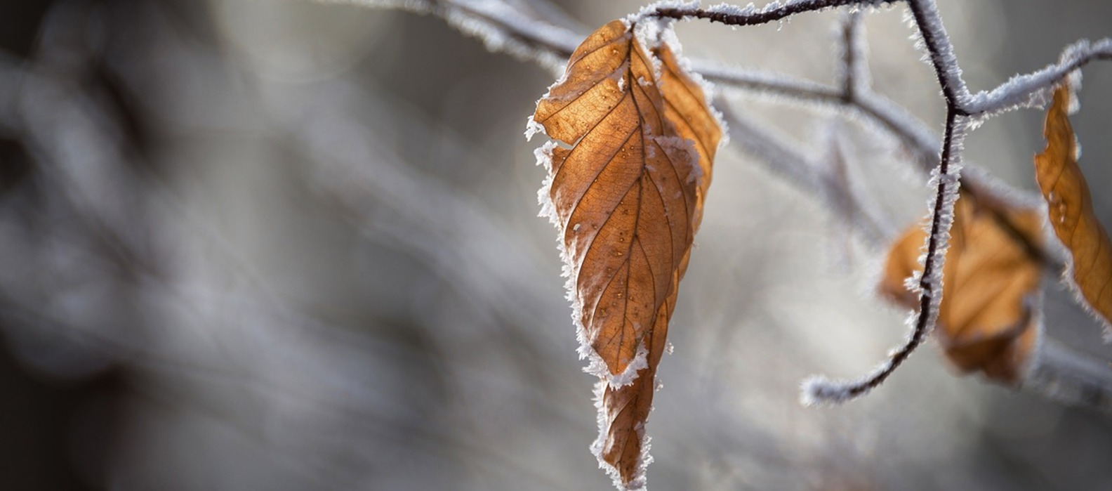 Dry leaves