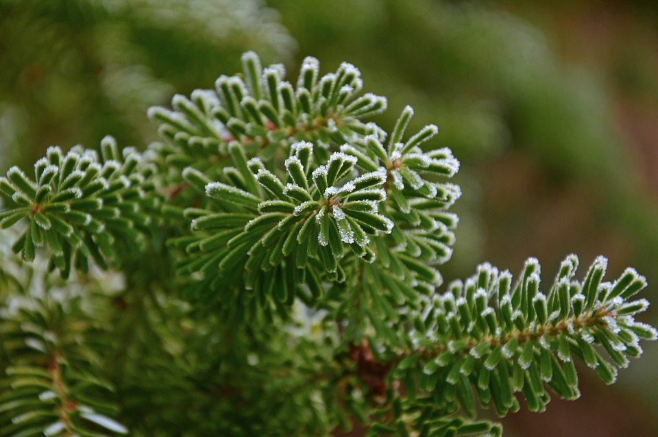 frozen green plants