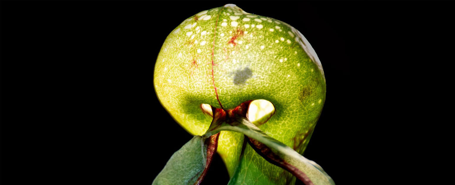 Green menacing looking cobra lilly with light trap adaptation